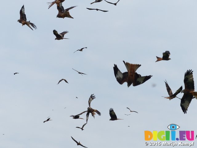 FZ021838 Red kites (Milvus milvus)